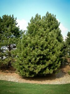 Сосна Чёрная (Pinus Nigra) купить по цене от 270.00р. в интернет-магазине «Посадика» с доставкой почтой в в Лугае и по всей России – [изображение №1].