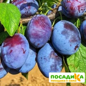 Слива Чачакская ранняя купить по цене от 229.00р. в интернет-магазине «Посадика» с доставкой почтой в в Лугае и по всей России – [изображение №1].