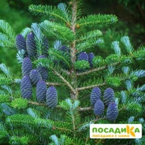 Пихта корейская (Abies koreana) купить по цене от 450.00р. в интернет-магазине «Посадика» с доставкой почтой в в Лугае и по всей России – [изображение №1].