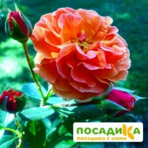 Роза Арабия купить по цене от 350.00р. в интернет-магазине «Посадика» с доставкой почтой в в Лугае и по всей России – [изображение №1].