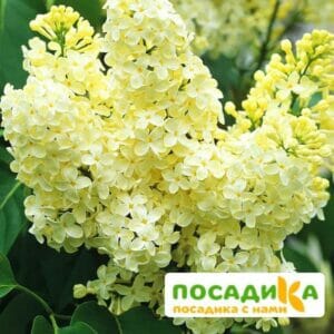 Сирень Примроуз (Primrose) купить по цене от 529.00р. в интернет-магазине «Посадика» с доставкой почтой в в Лугае и по всей России – [изображение №1].