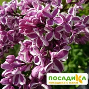 Сирень Сенсация купить по цене от 529.00р. в интернет-магазине «Посадика» с доставкой почтой в в Лугае и по всей России – [изображение №1].