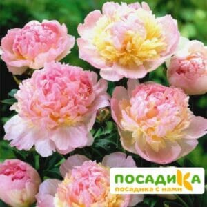 Пион Распберри Сандей (Paeonia Raspberry Sundae) купить по цене от 959р. в интернет-магазине «Посадика» с доставкой почтой в в Лугае и по всей России – [изображение №1].