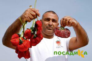 Клубника Гигант Джорнея купить по цене от 266р. в интернет-магазине «Посадика» с доставкой почтой в в Лугае и по всей России – [изображение №1].