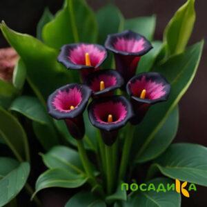 Калла Аура Лейс купить по цене от 400р. в интернет-магазине «Посадика» с доставкой почтой в в Лугае и по всей России – [изображение №1].