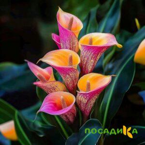 Калла Оникс купить по цене от 450р. в интернет-магазине «Посадика» с доставкой почтой в в Лугае и по всей России – [изображение №1].