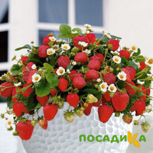 Клубника Рубиновый Шепот (горшечная) купить по цене от 240р. в интернет-магазине «Посадика» с доставкой почтой в в Лугае и по всей России – [изображение №1].