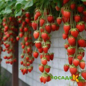 Клубника вьющаяся Комплимент купить по цене от 470р. в интернет-магазине «Посадика» с доставкой почтой в в Лугае и по всей России – [изображение №1].