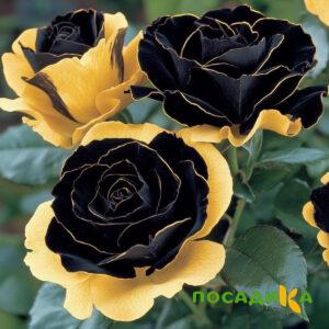 Роза Ханни Сикл купить по цене от 700р. в интернет-магазине «Посадика» с доставкой почтой в в Лугае и по всей России – [изображение №1].