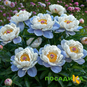 Пион акварельный Этюд купить по цене от 806р. в интернет-магазине «Посадика» с доставкой почтой в в Лугае и по всей России – [изображение №1].