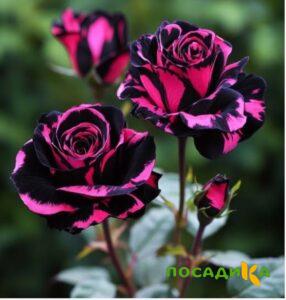 Роза Багровый Шепот купить по цене от 366р. в интернет-магазине «Посадика» с доставкой почтой в в Лугае и по всей России – [изображение №1].