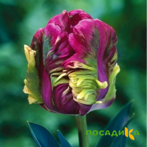 Тюльпан Экзотик Хэвен купить по цене от 186р. в интернет-магазине «Посадика» с доставкой почтой в в Лугае и по всей России – [изображение №1].